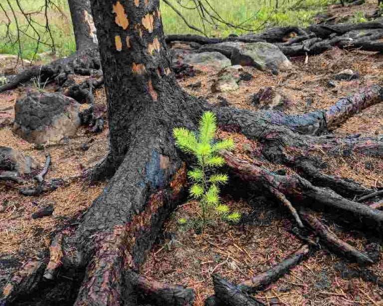 One Tree Planted Forest Fire Recovery
